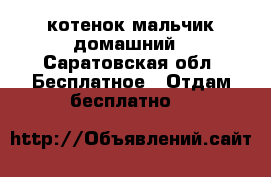 котенок мальчик домашний - Саратовская обл. Бесплатное » Отдам бесплатно   